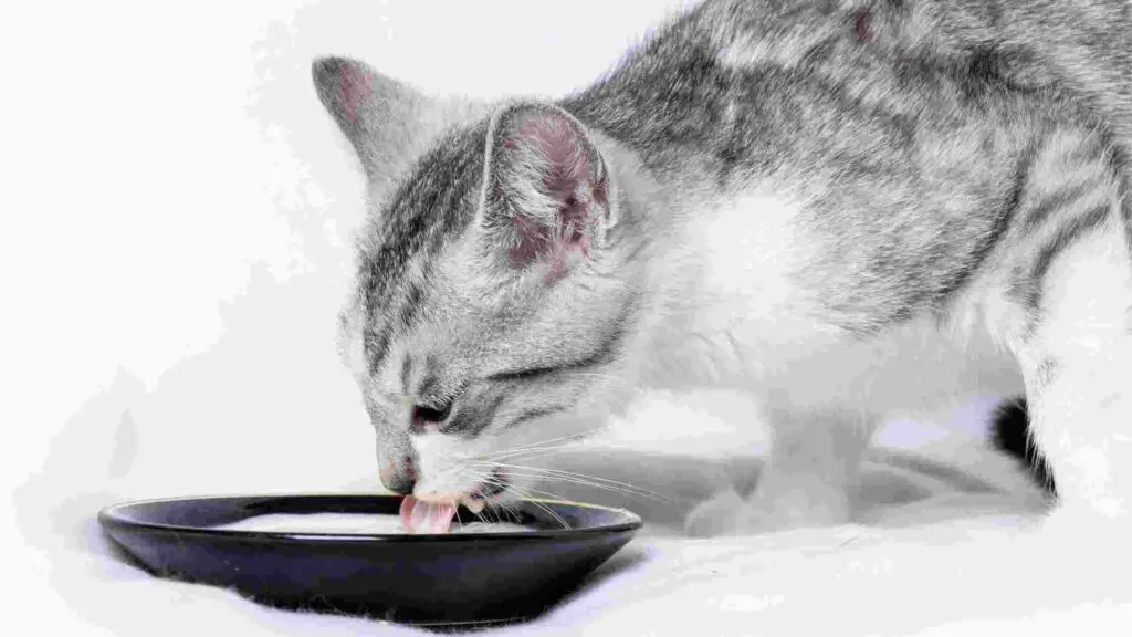 Is Cat Milk Good for Older Cats?