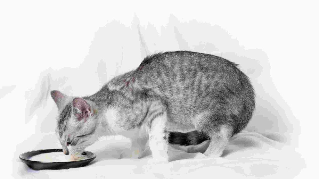 Is Cat Milk Good for Older Cats