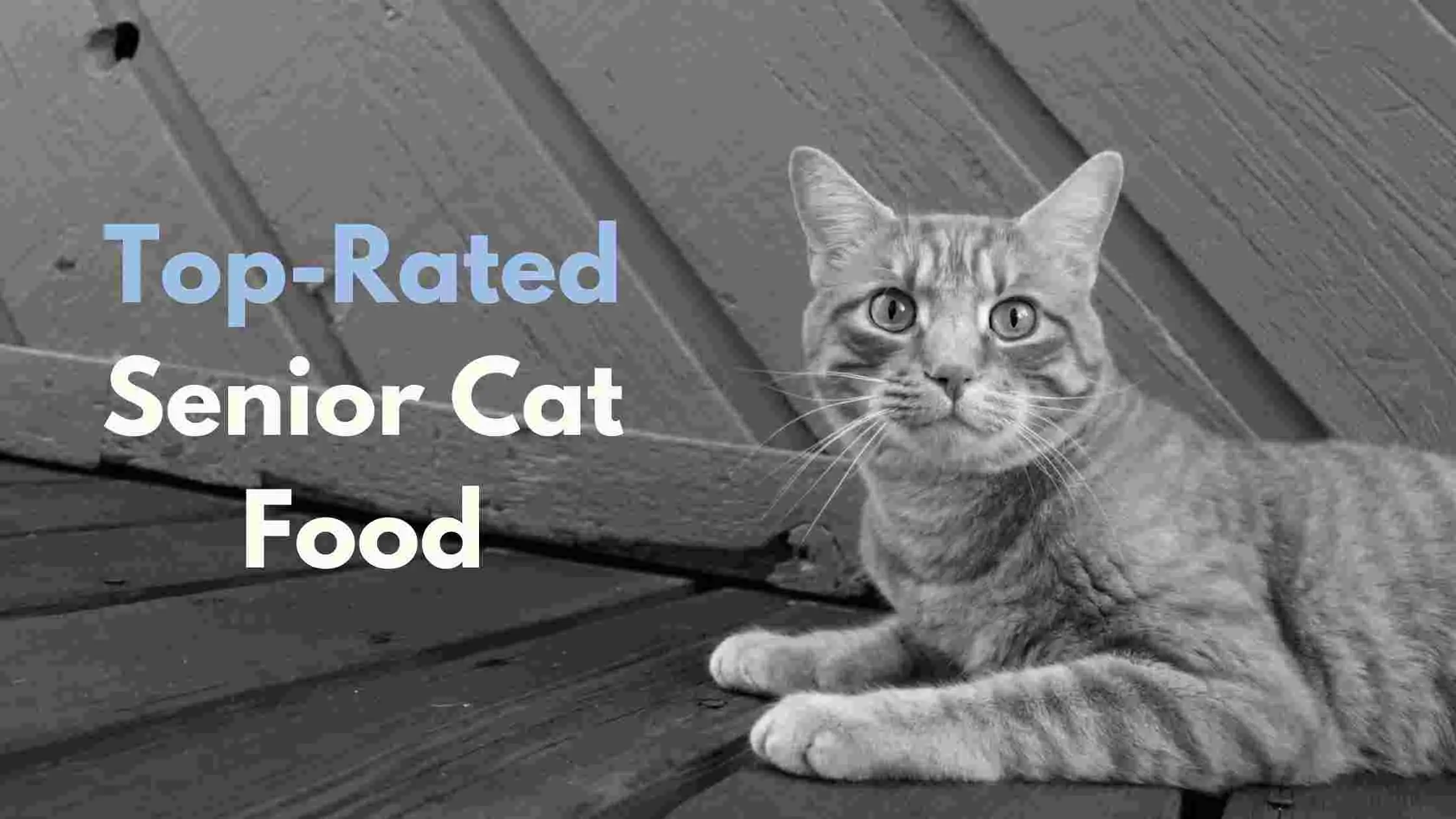 12 Top Rated Senior Cat Food - Reviews and Top Picks