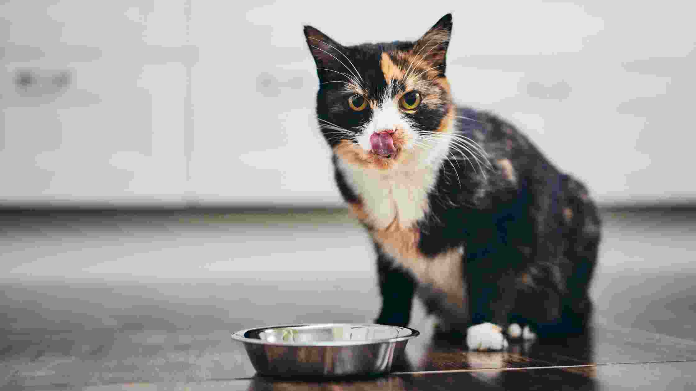 Why Cat Begging for Food - How To Stop Cat Eating All the Time