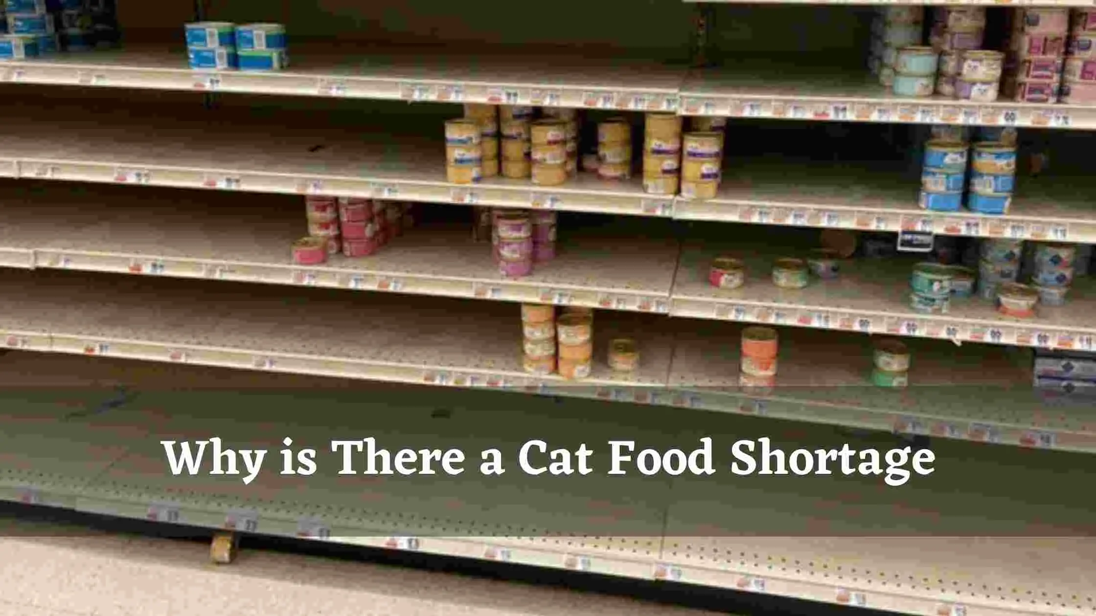 Why is There a Cat Food Shortage