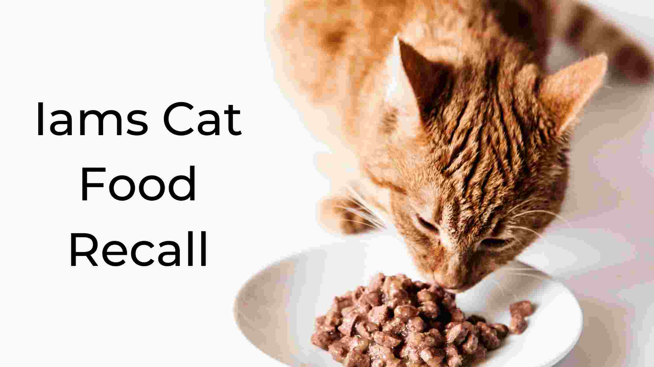 iams cat food recall