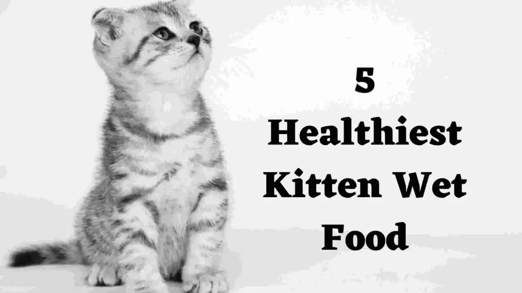 5 Healthiest best Kitten Wet Food