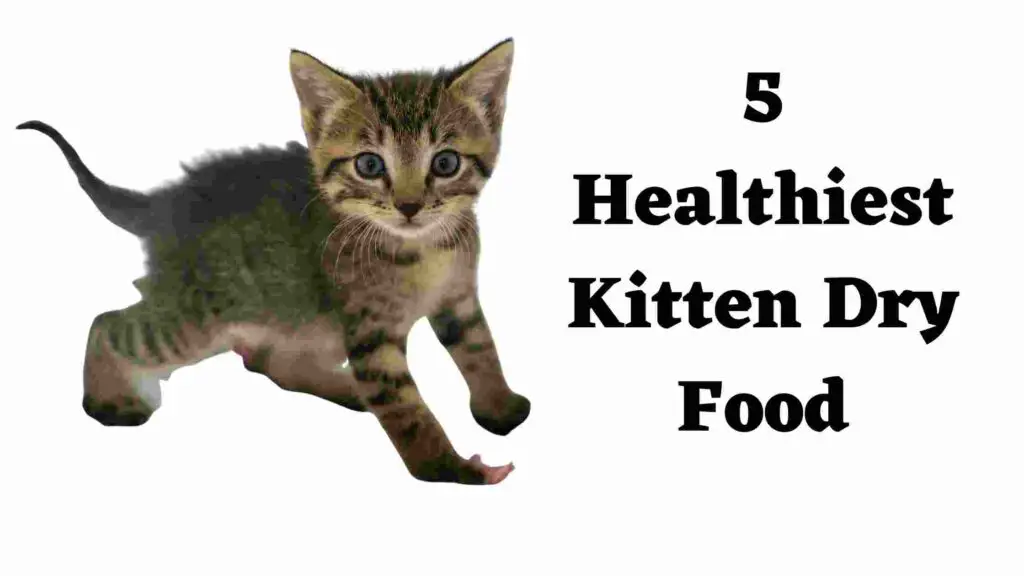 5 Healthiest best Dry Kittens Food