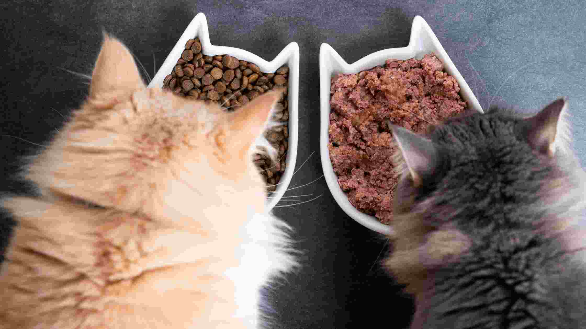 Advance Cat Food Review