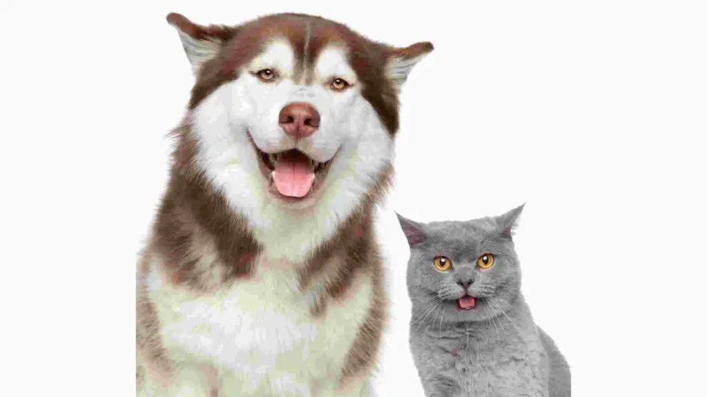 Are Huskies Good With Cats 