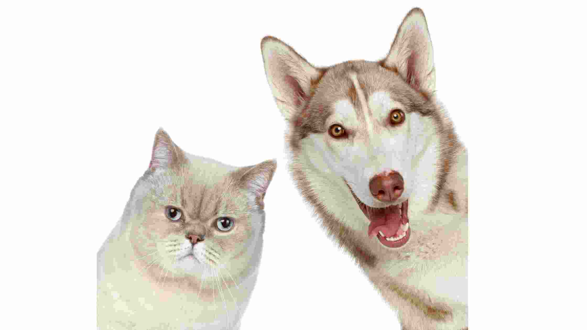 Are Huskies Good With Cats