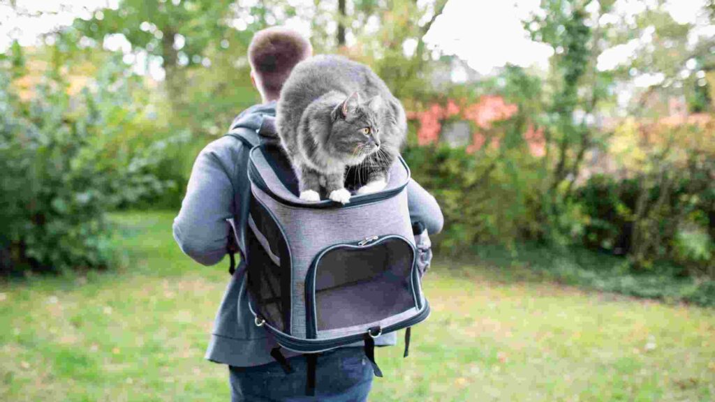 Best Cat Backpacks