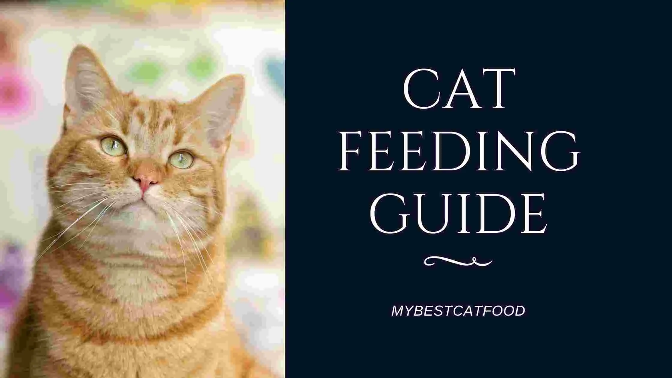 CAt Feeding Guide by age and weight