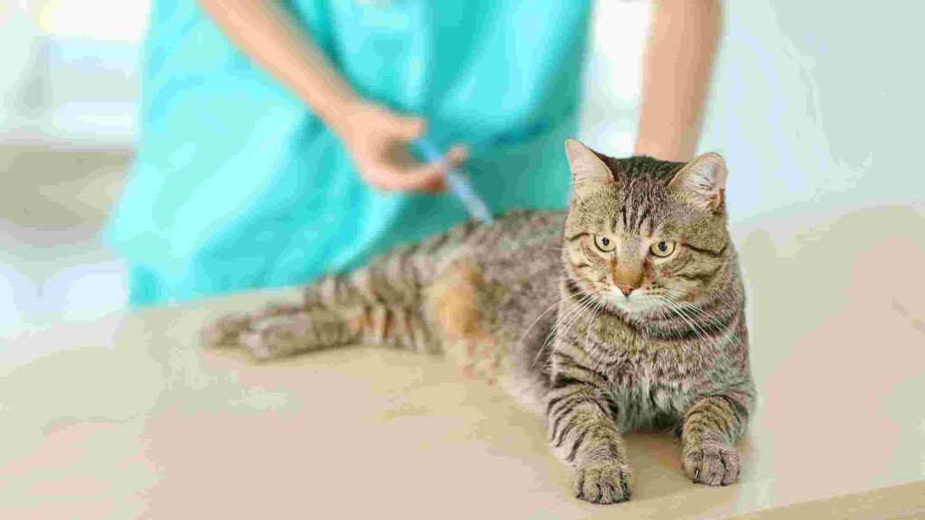 Cat and Kitten Vaccination Cost
