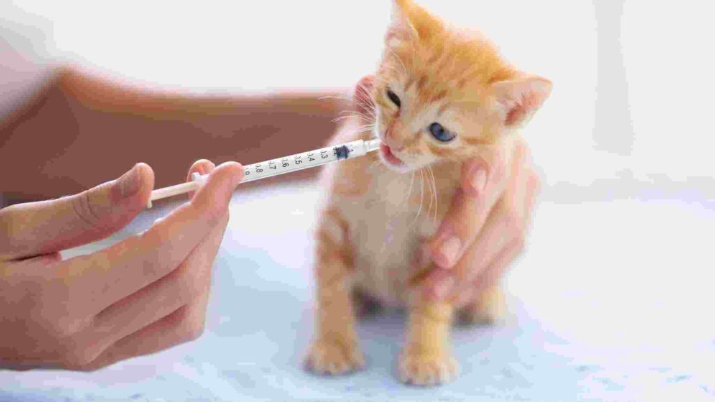 Cat and Kitten Vaccination Cost
