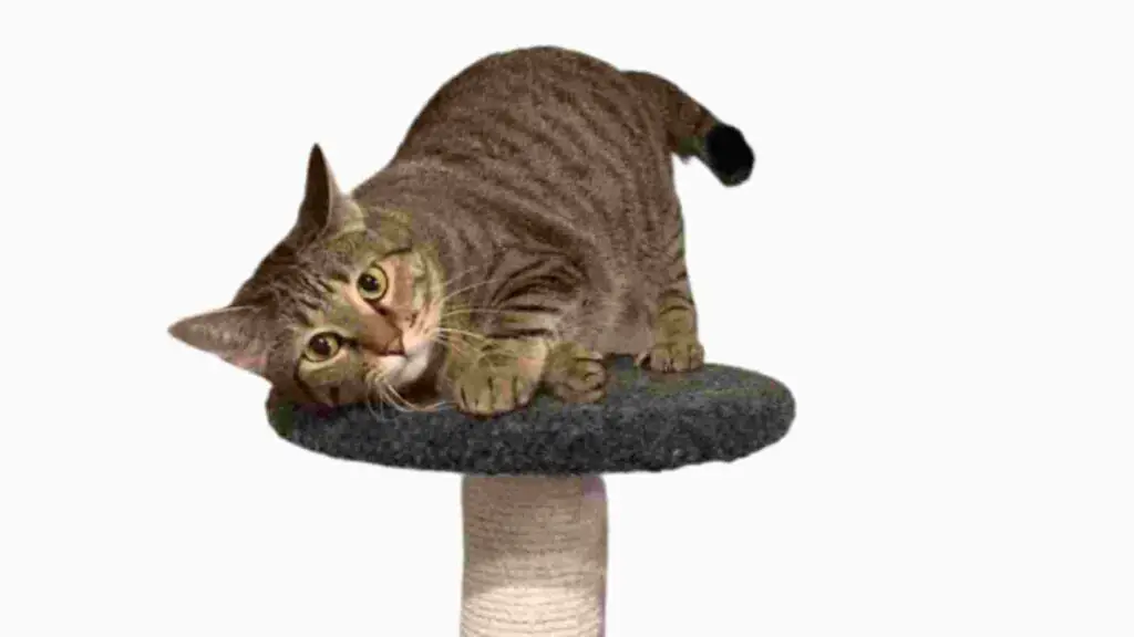 Competent Cat Climber modern cat tree