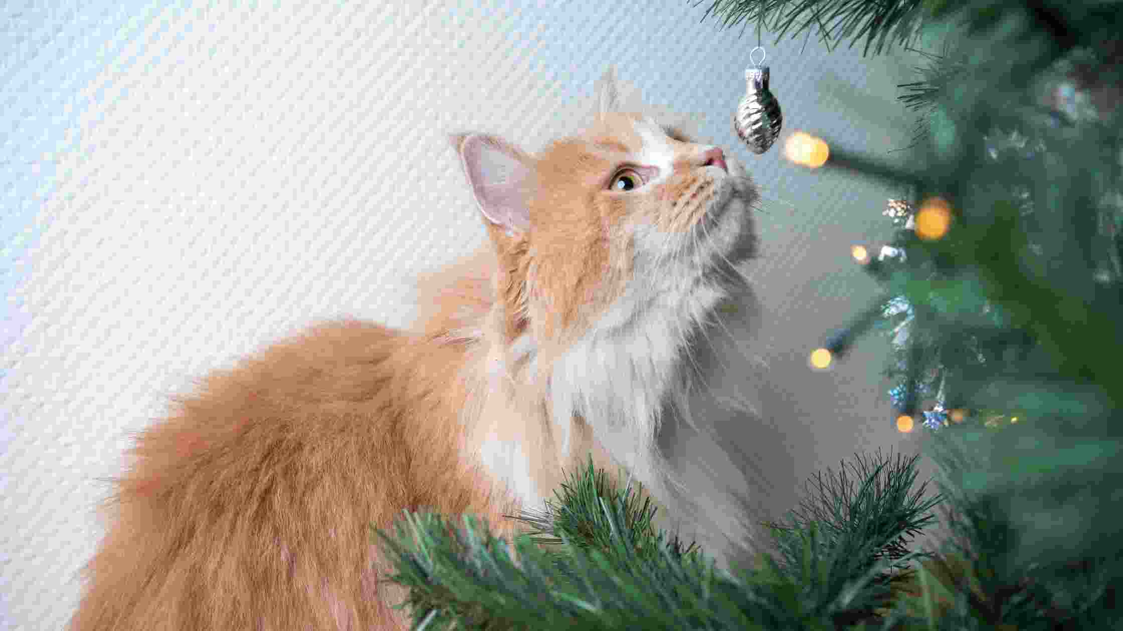 How to Keep Cats Away From Christmas Tree