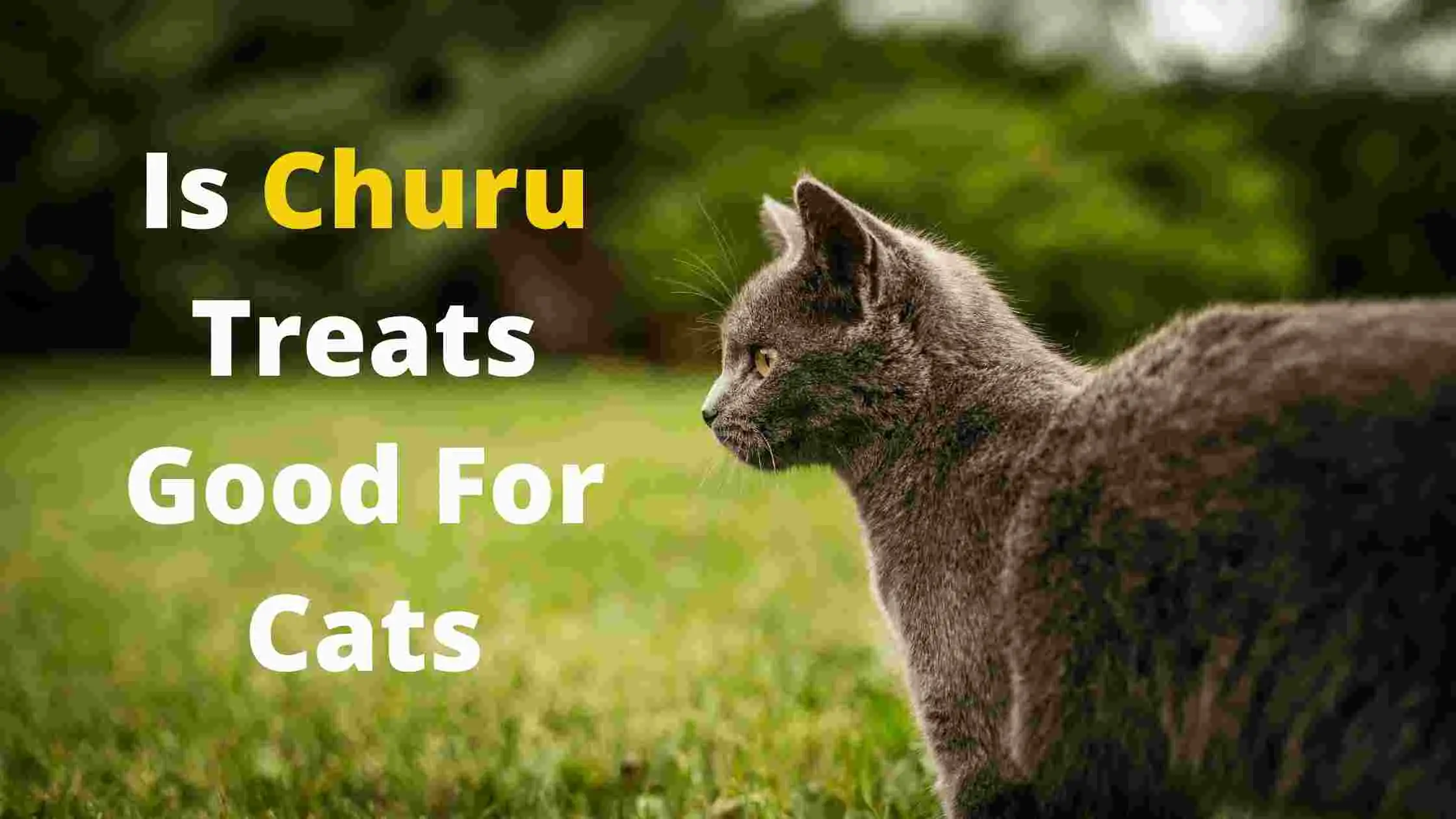 Churu Cat Treats Review