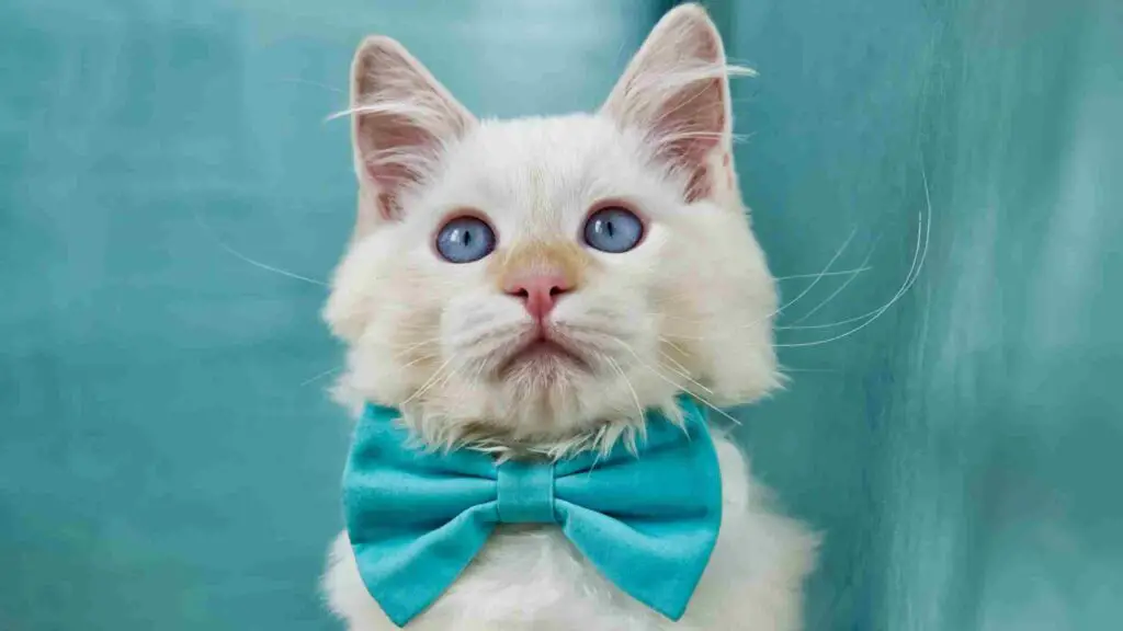 Ragdoll Kitten Price: How Much Should Ragdolls Cost?