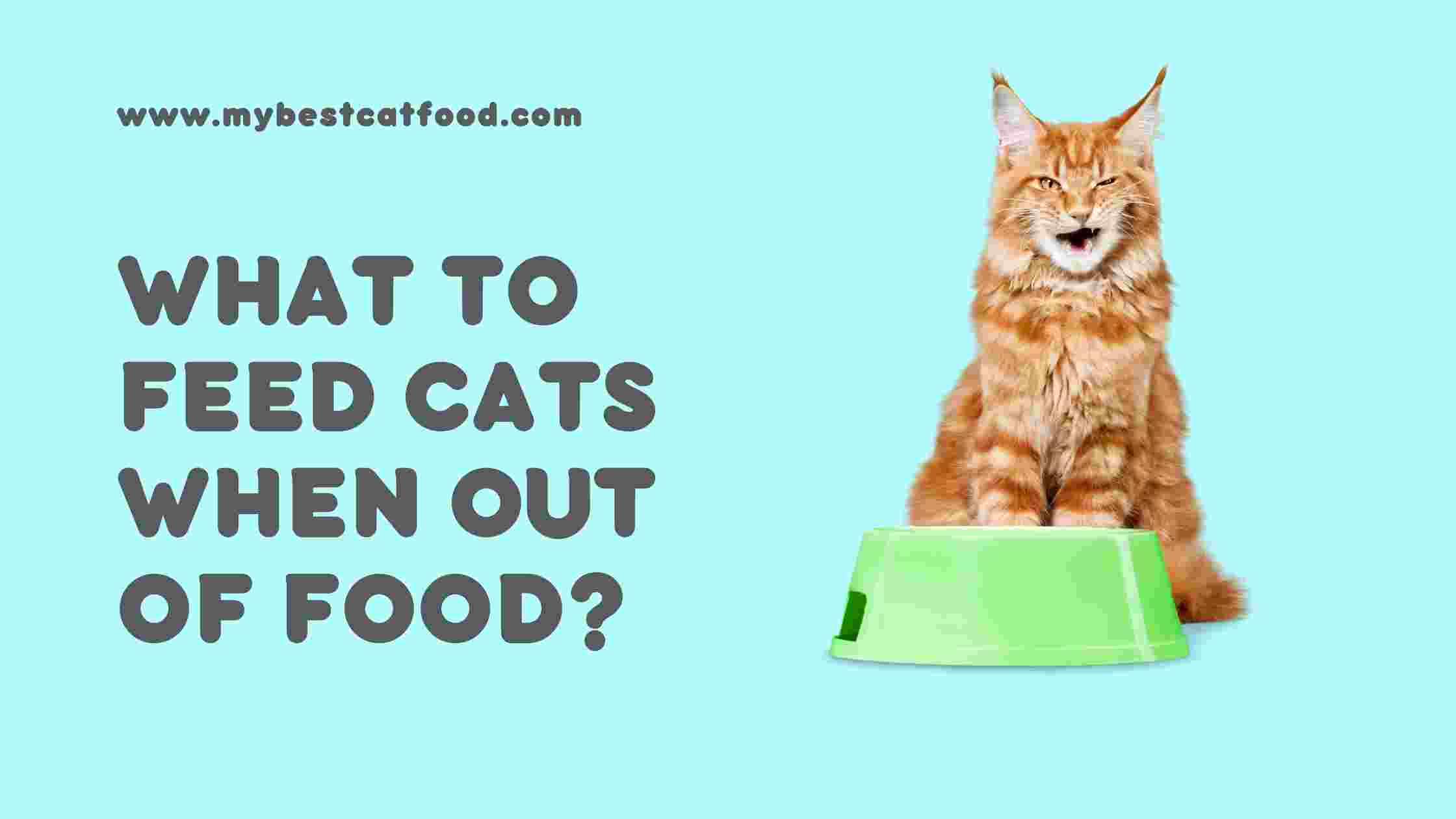 5 Most Toxic Foods For Cats