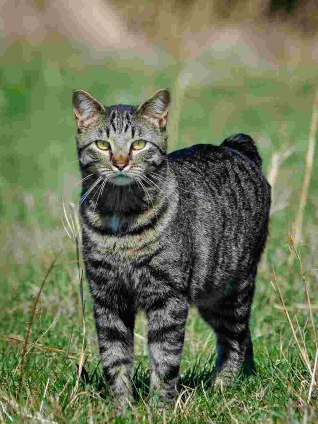 cropped-Are-Manx-Cats-Rare-aa.jpg