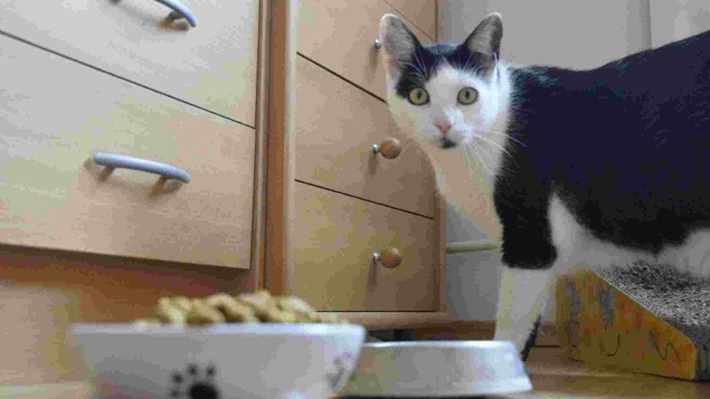 smalls cat food recall 2022