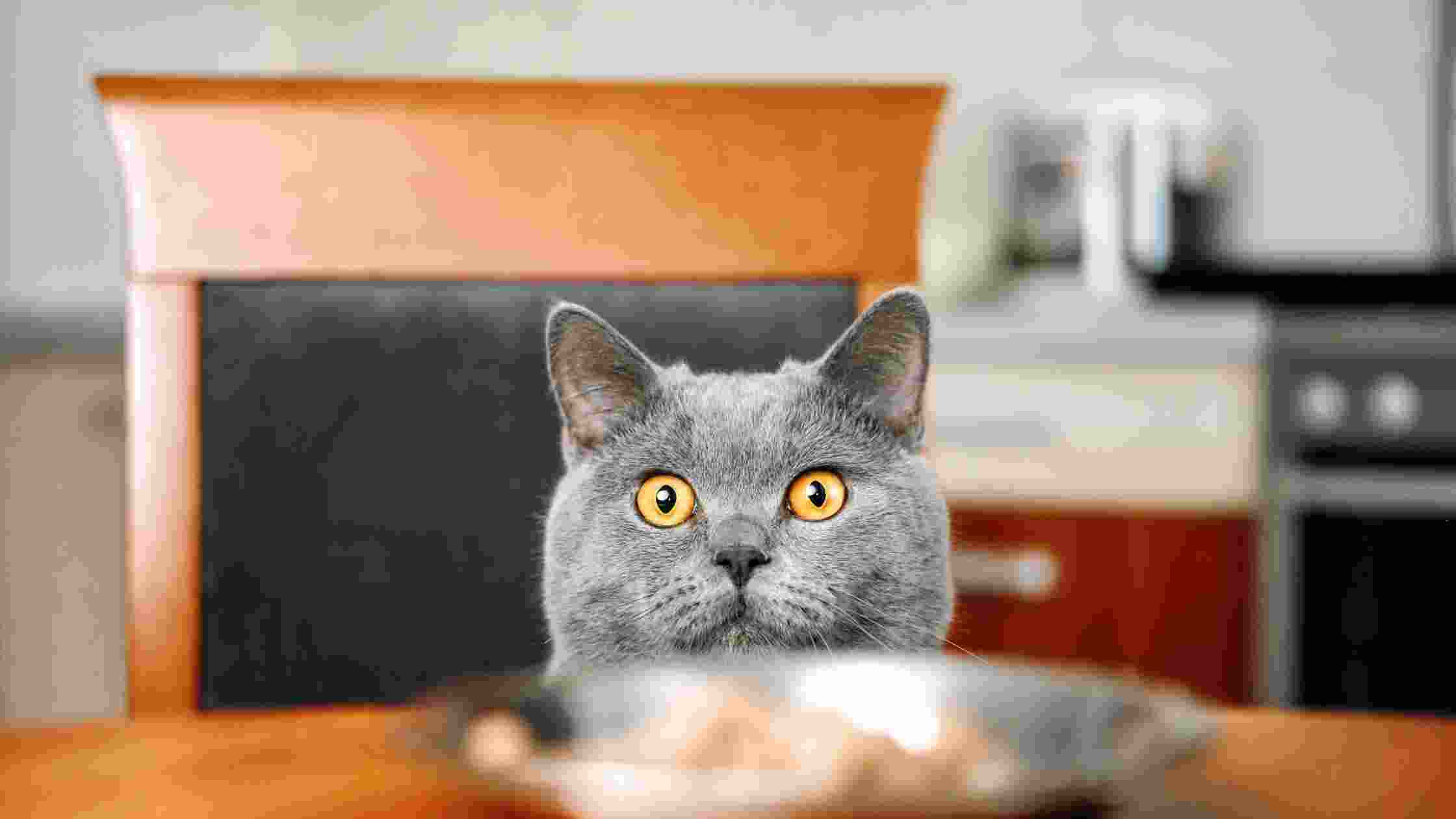 smalls cat food recall