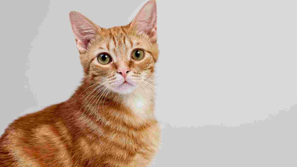 Are Orange Tabby Female Cats Rare: All Facts To Know