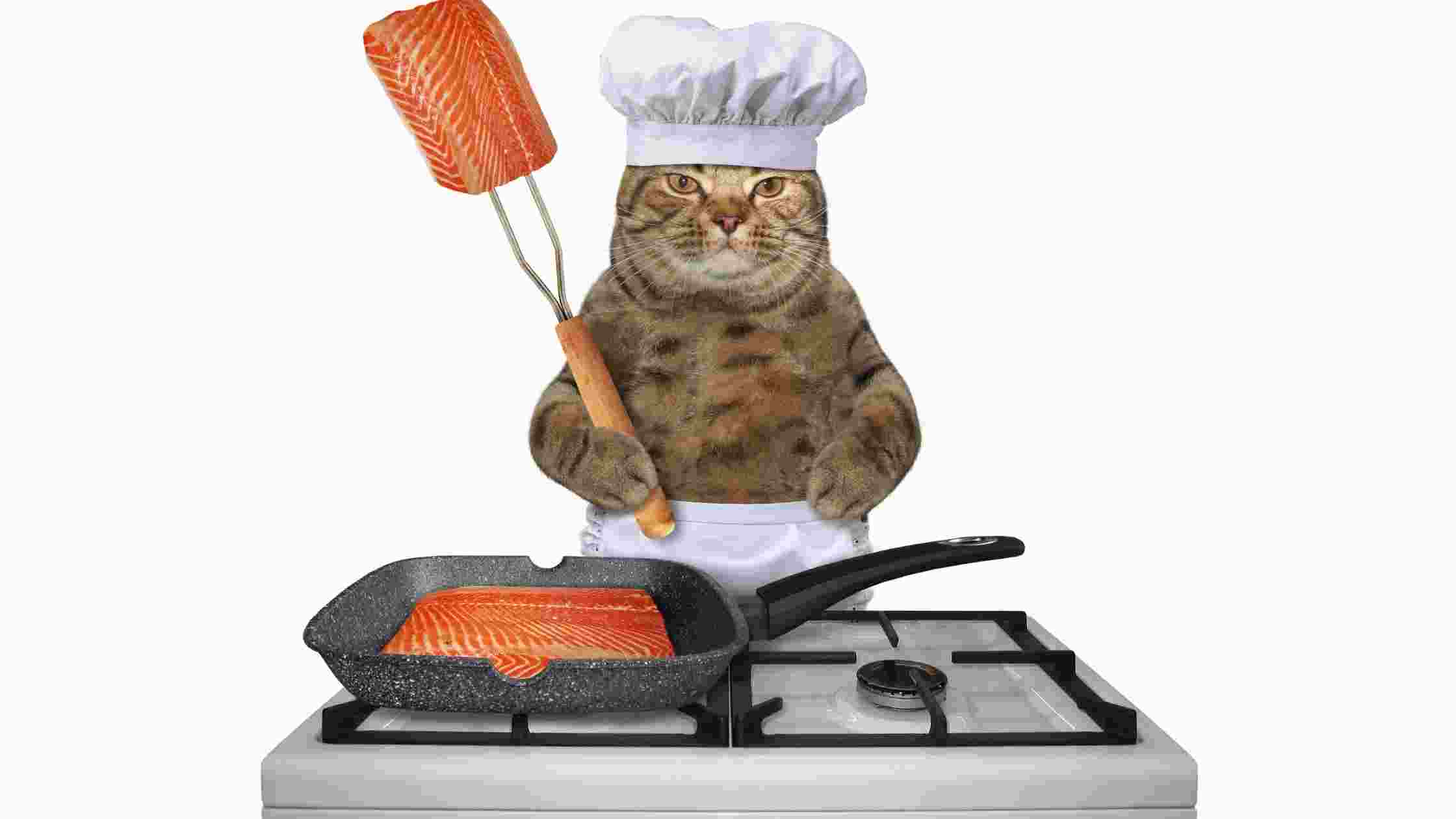 Is Salmon Good For Cats