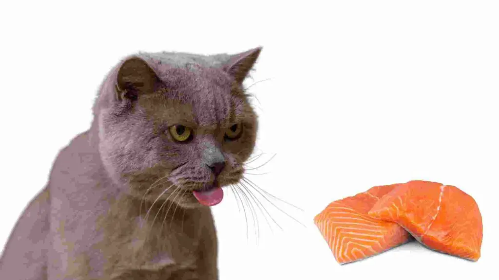 Is Salmon Good For Cats