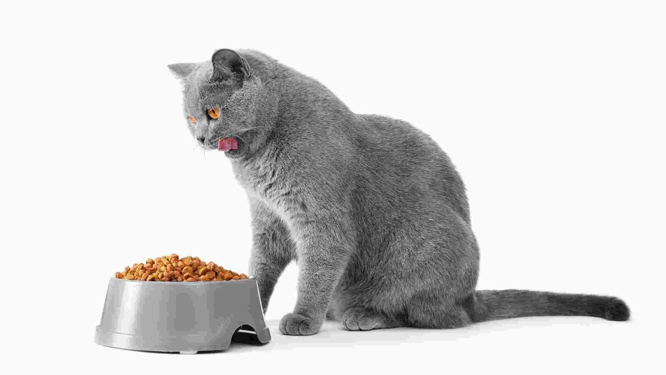 14 Best Low Carb Cat Food - Reviews & Top Picks