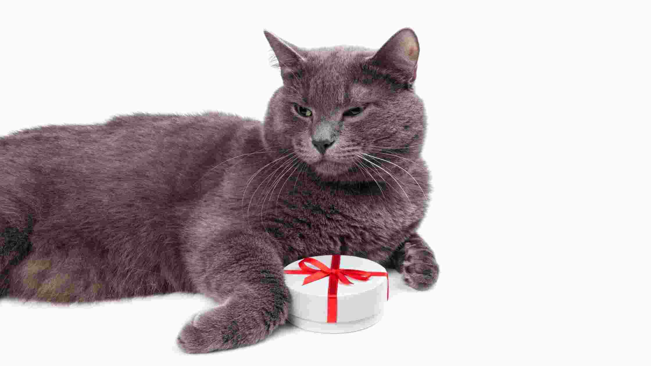 Cat Food Substitute