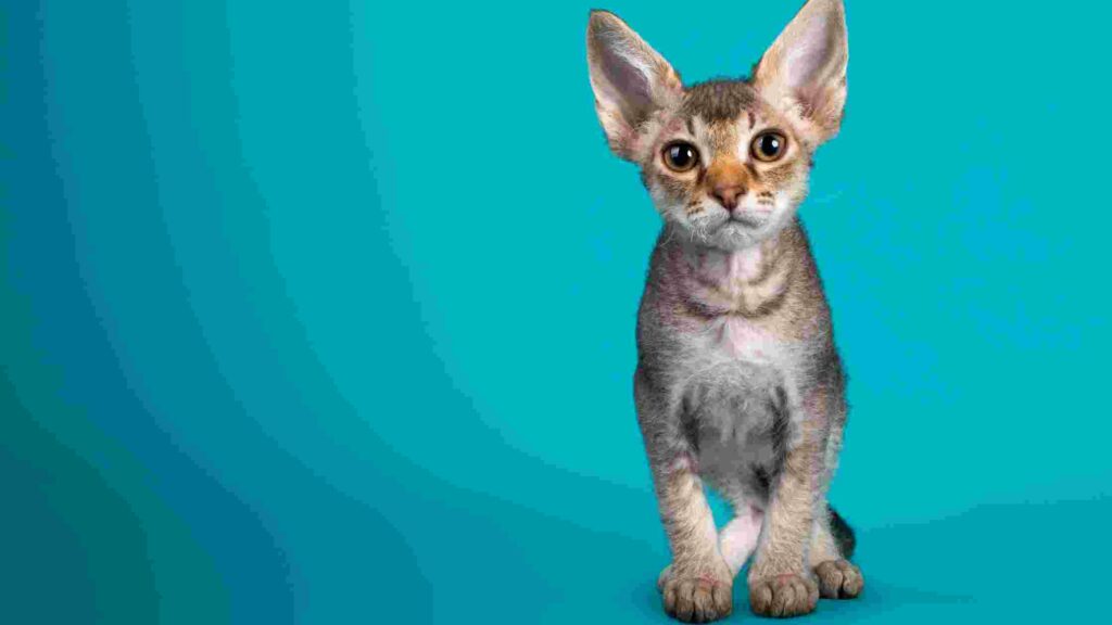 LaPerm Most Hypoallergenic Cats For Adoption