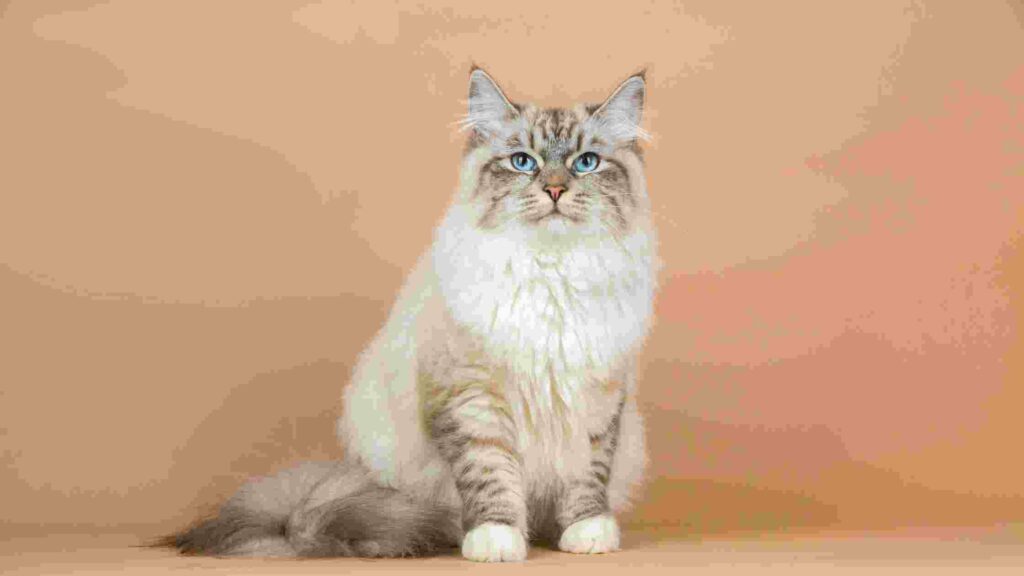 Siberian Most Hypoallergenic Cats For Adoption