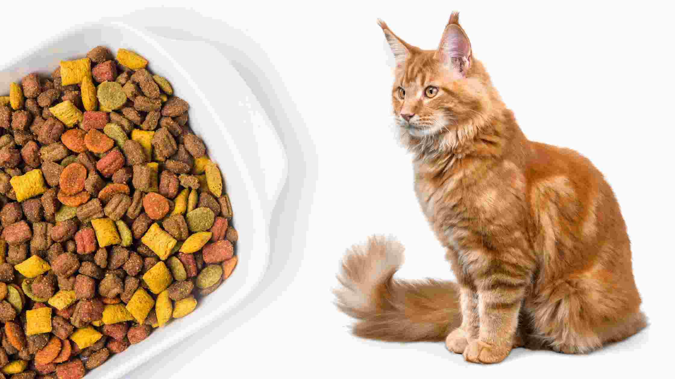 Our Best Low Magnesium Cat Food
