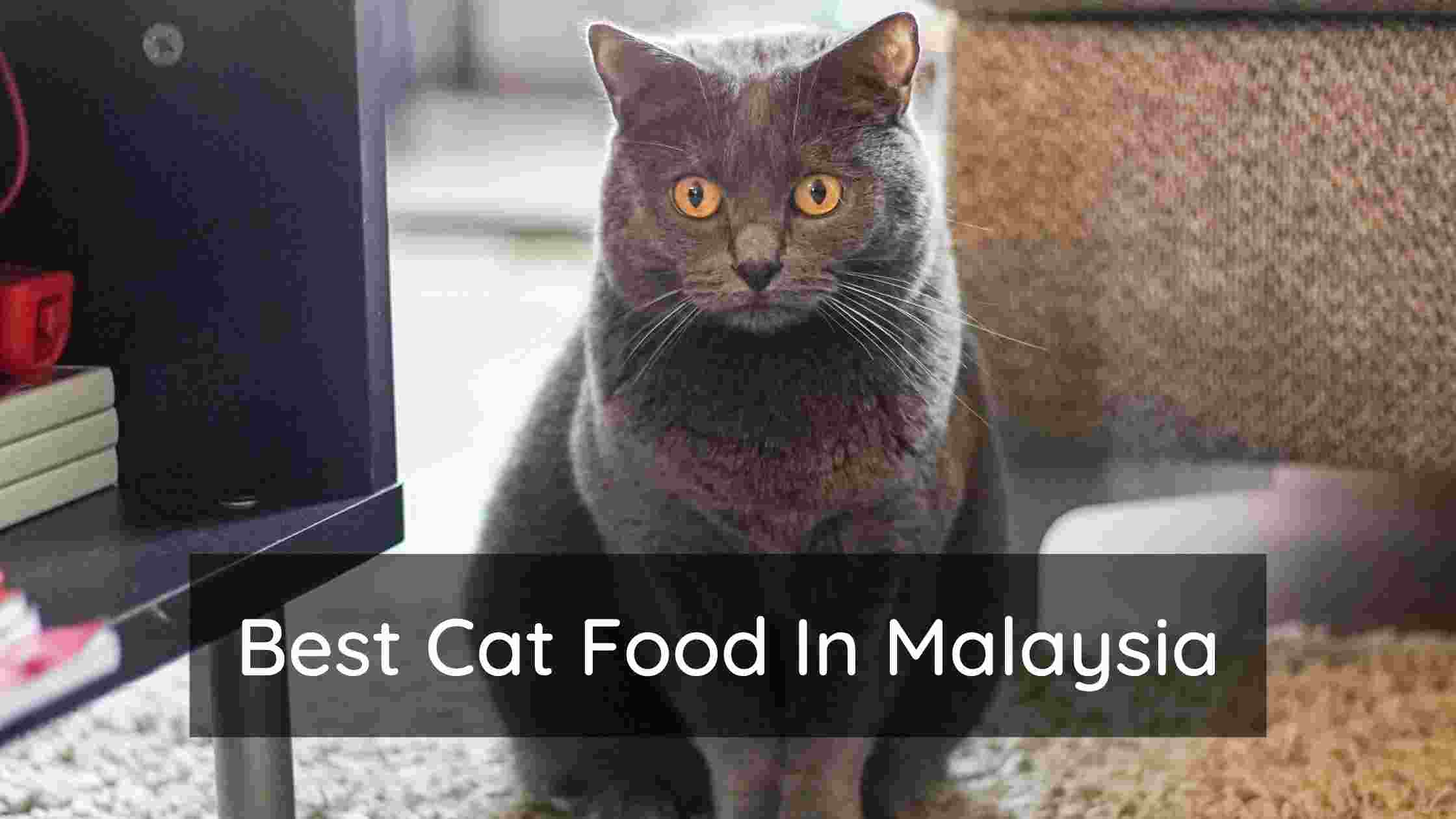 Best Cat Food In Malaysia