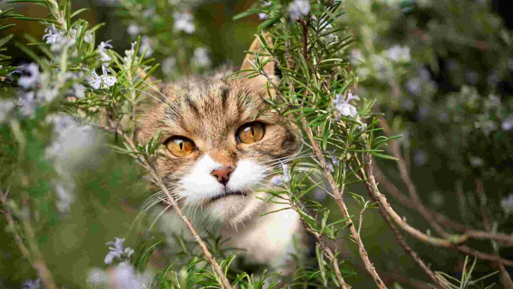 Is Rosemary Safe For Cats