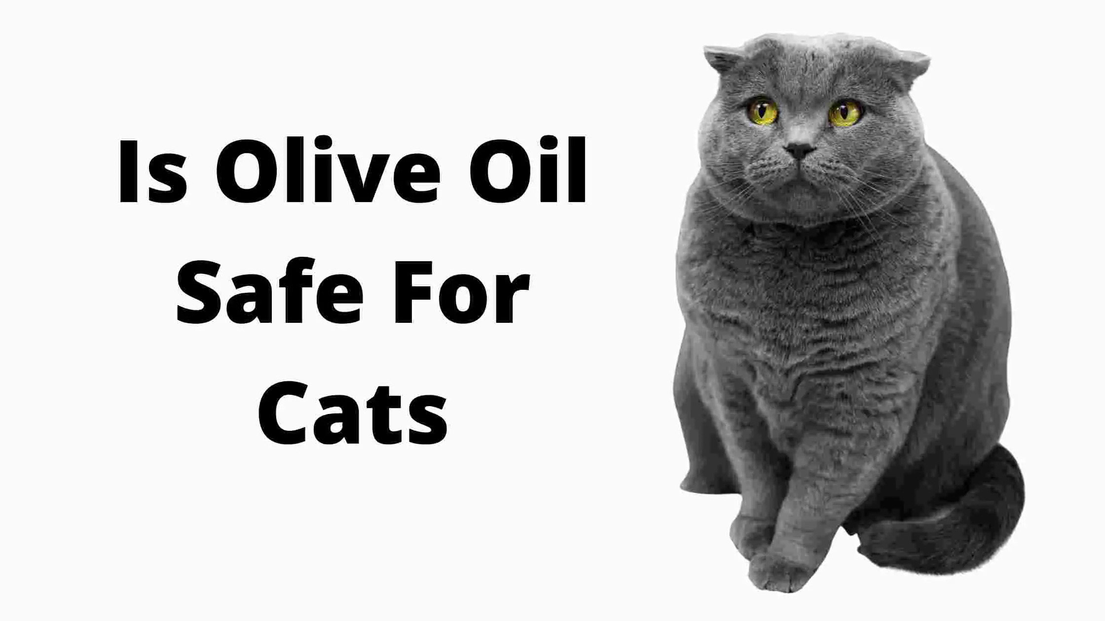 Is Olive Oil Safe For Cats