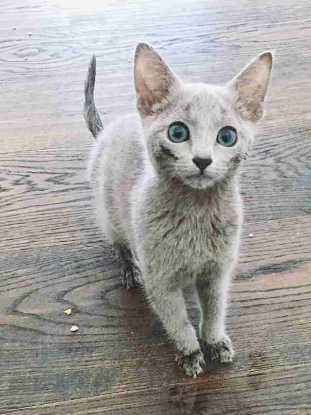 What is Special About Russian Blue Cats