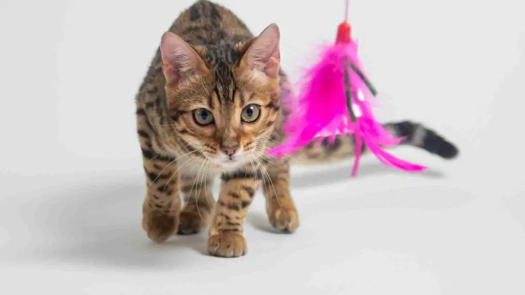 Bengal Cat Price: What is the Affordable Cost of Bengals?