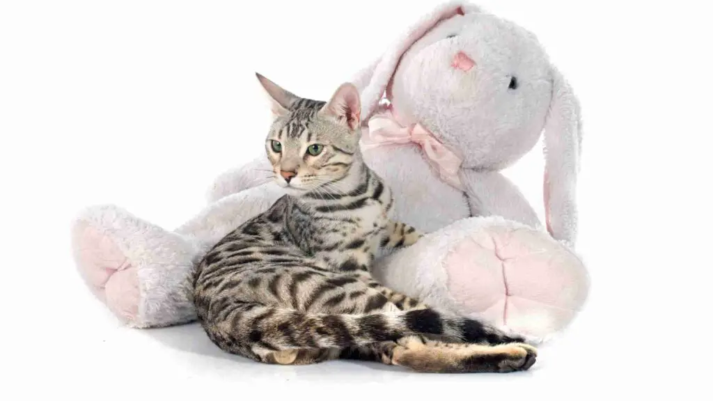 Bengal Cat Price: What is the Affordable Cost of Bengals?