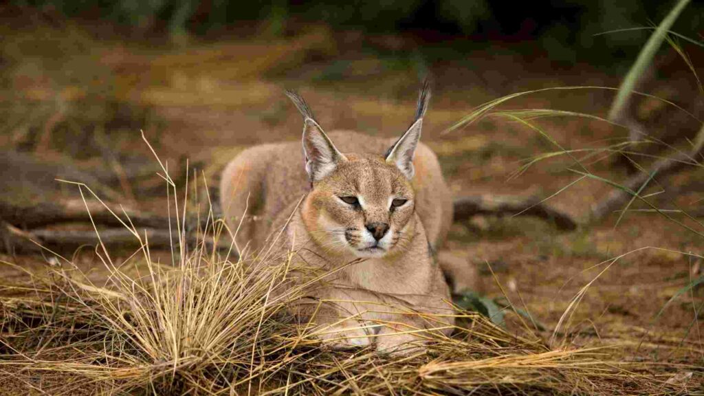 Caracal Cat Breed Information: Price, Facts, Legality, As Pets, and Size