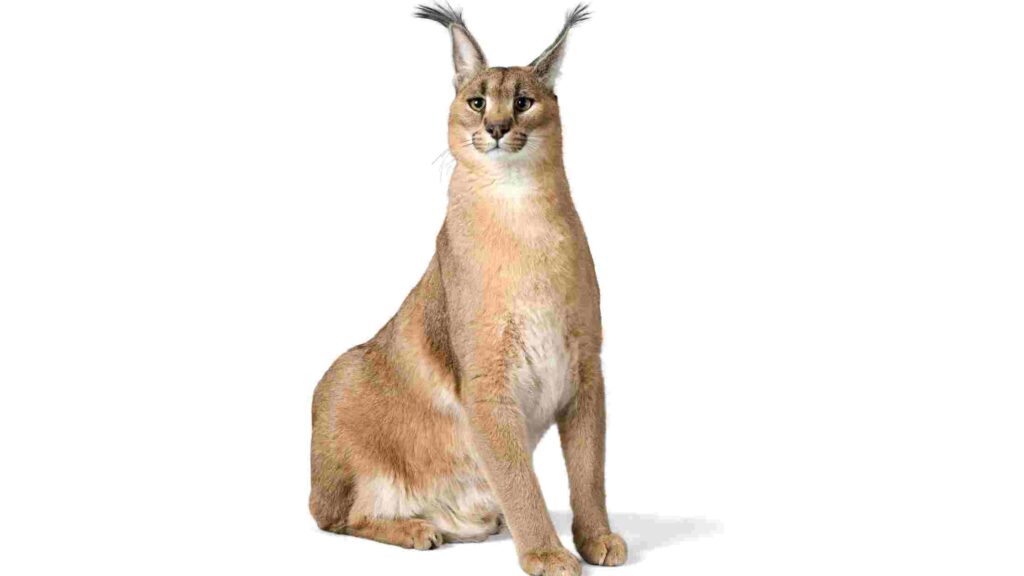 Caracal Cat , Caracal Cats, Caracal Cat Breed Information: Price, Facts, Legality