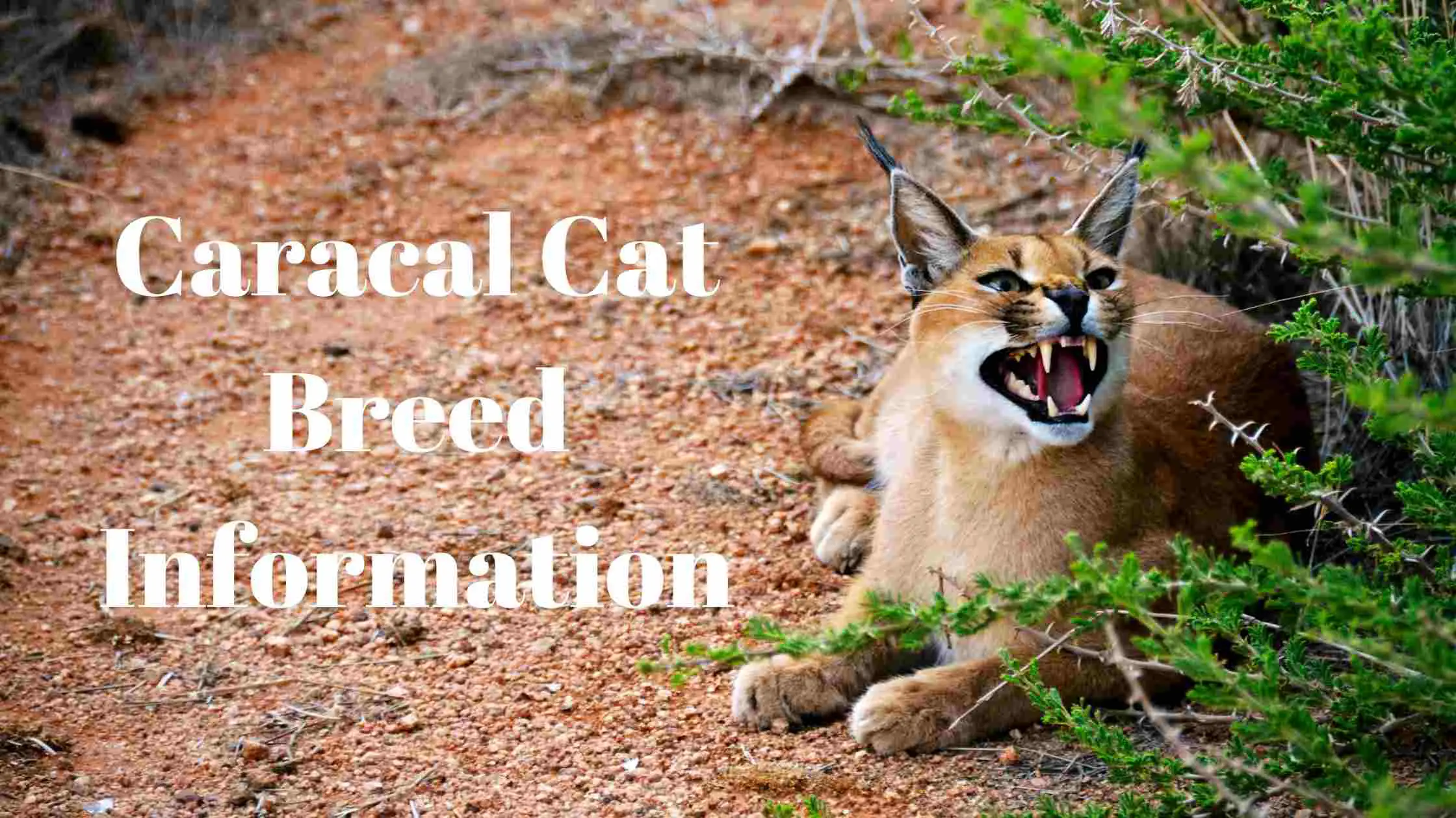 Caracal Cat