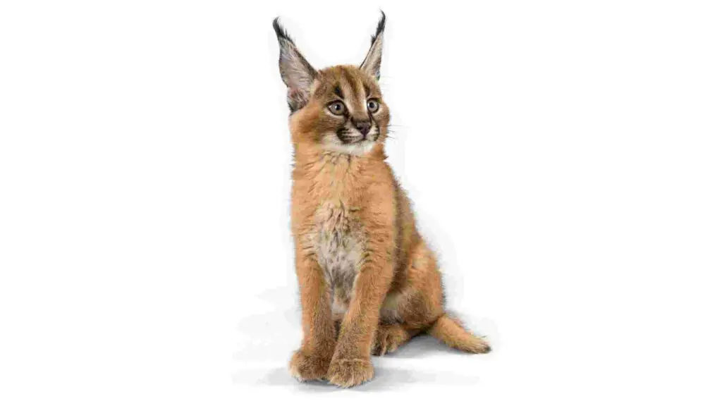 Caracal Cat Breed Information: Price, Facts, Legality, As Pets, and Size