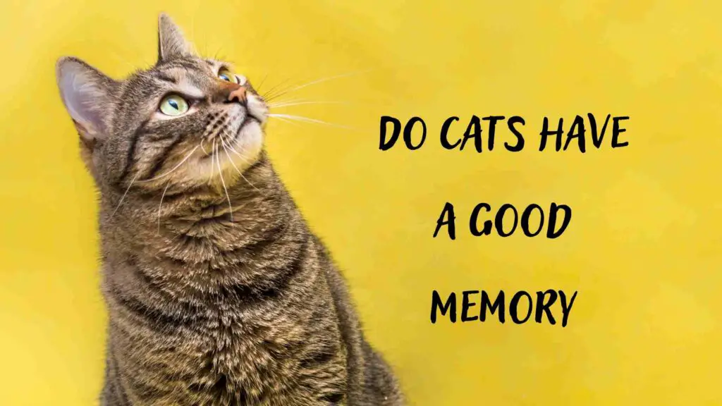 Do Cats have a Good Memory
