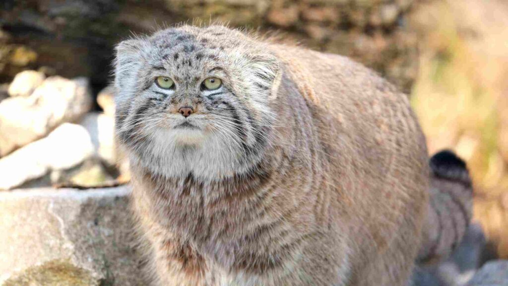 Imaging Facts You Should Know All About Pallas Cats