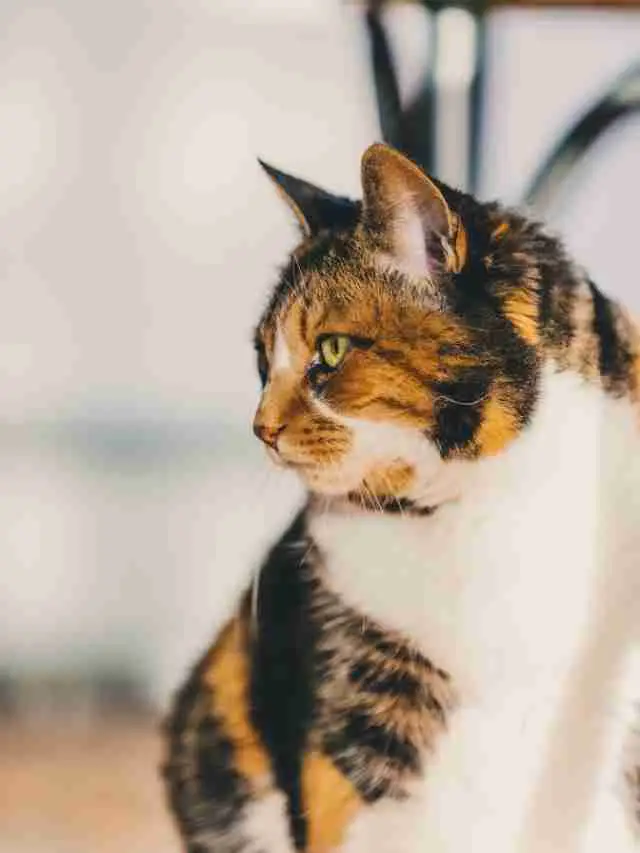All About Calico Cat – Why You Get This As Pet?
