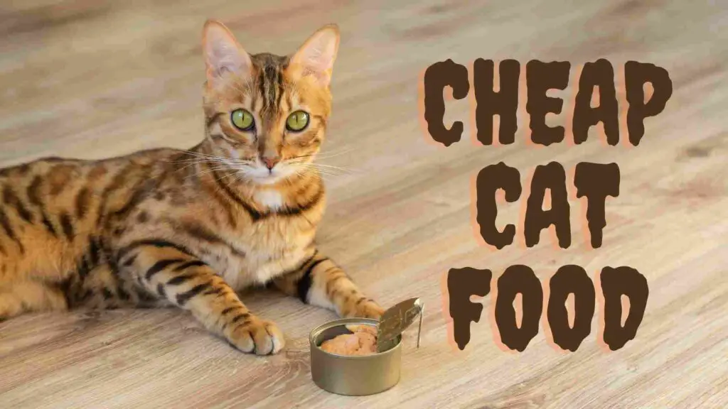 best-15-cheap-cat-food-of-2022-why-you-choose-these-only