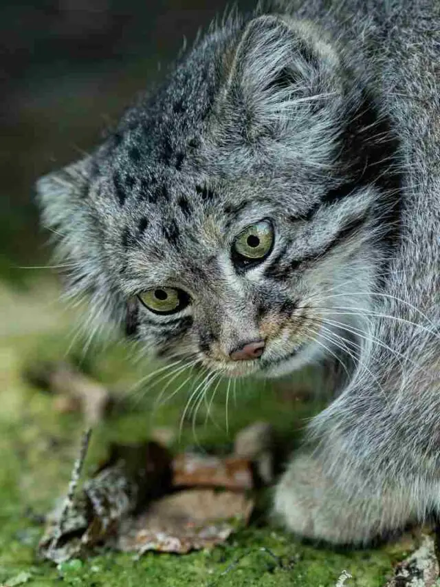 10 Fun Facts About the Pallas Cat – Meme & Shocking Things To Know
