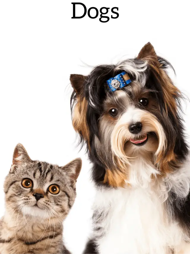 Study Says These Are Dog Friendly Cat Breeds?