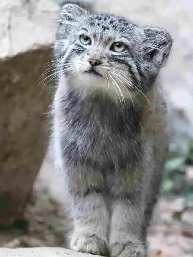 Pallas’ cats Born at Wildlife Park for the First Time – See Photos
