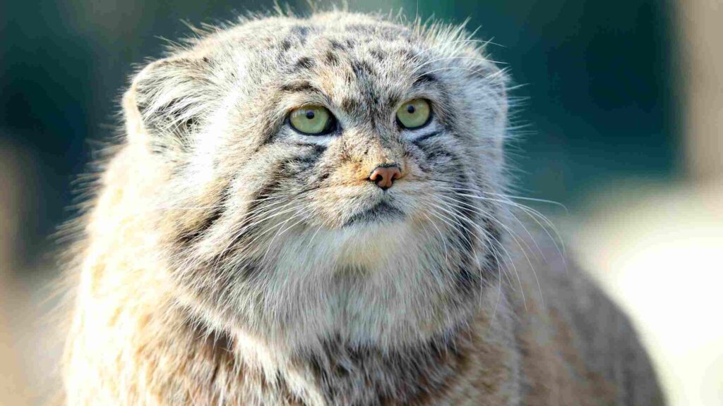 Imaging Facts You Should Know All About Pallas Cats