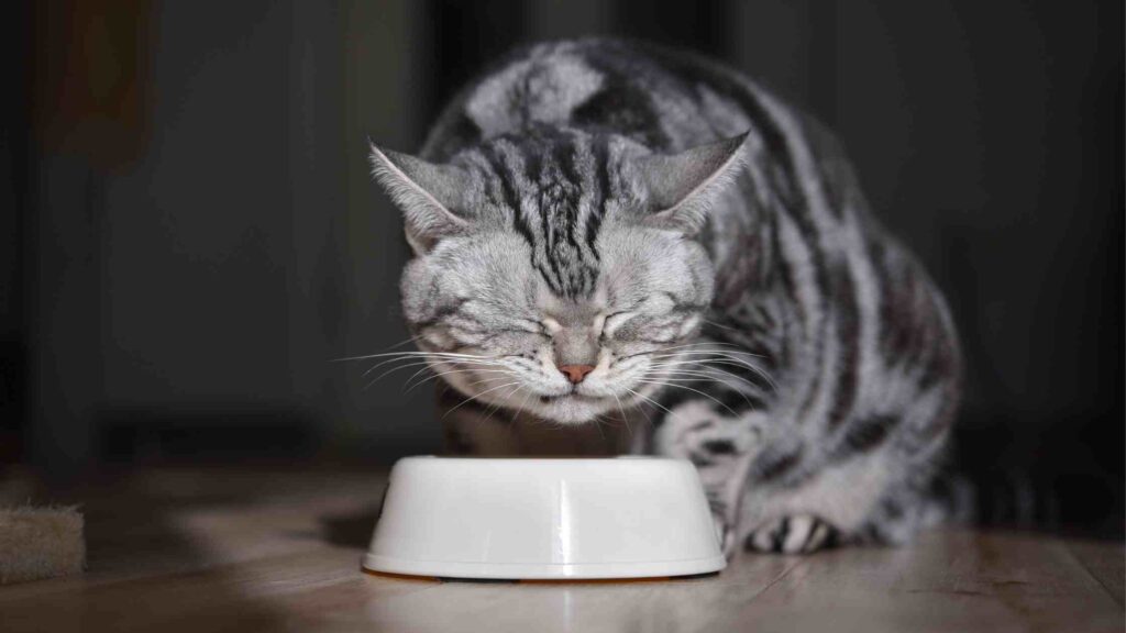 10 Cat Food with Taurine